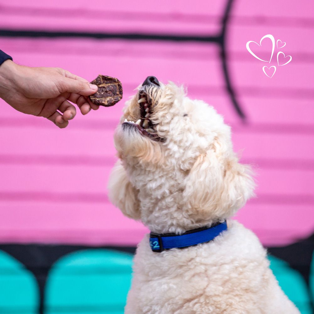 All Barks Kangaroo Bush Burger Dog Treats