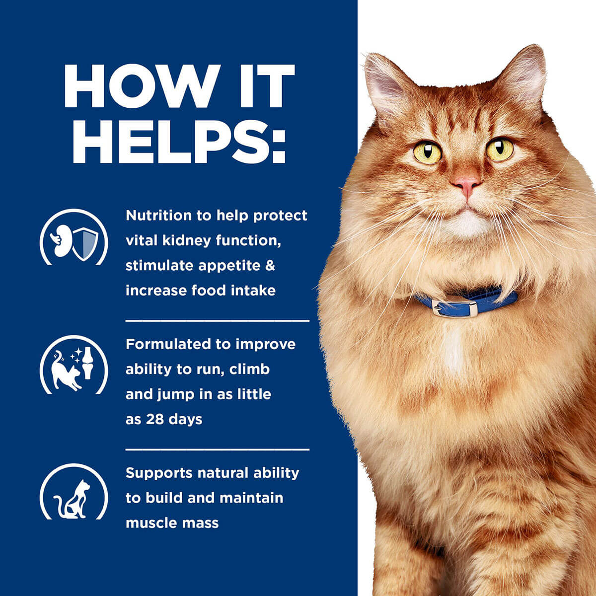 Hill's Prescription Diet K/D Kidney Care & Mobility Cat Dry Food 2.88kg