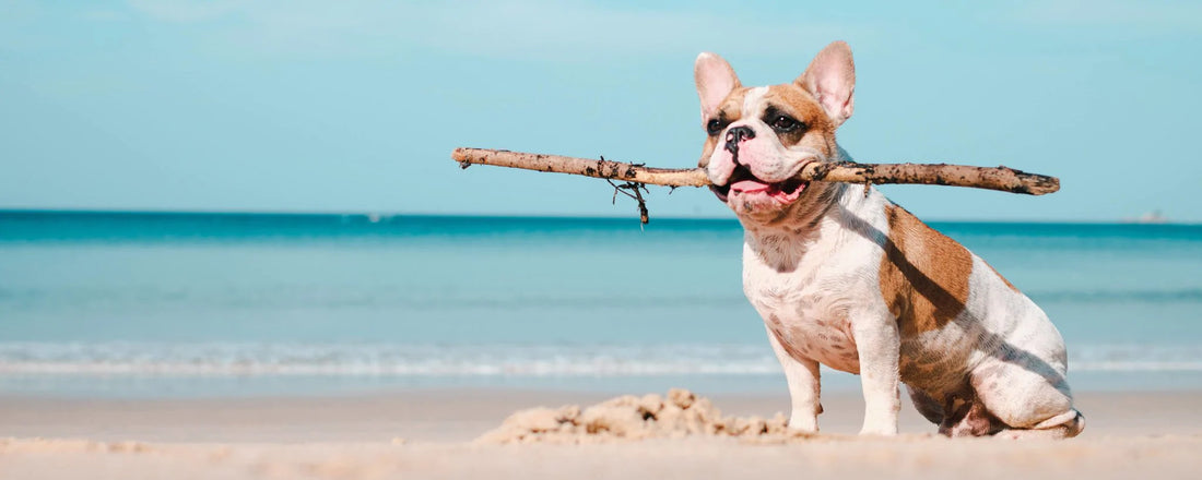 A Day at the Beach: Dog Safety Tips