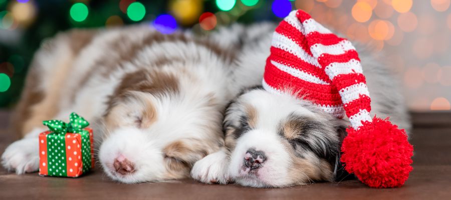 What You Need to Know Before Getting a Dog For Your Kids