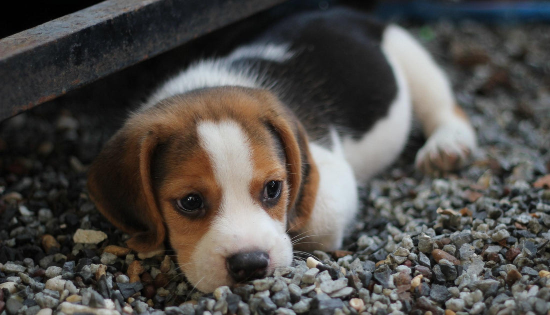Dog Blog