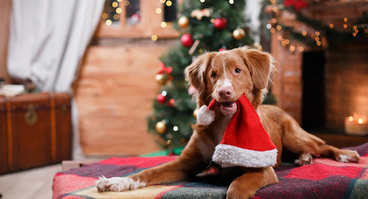 Dog Safety Tips for the Christmas Season