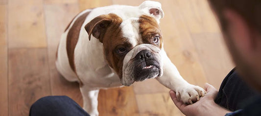 Top Tricks To Teach Your Dog