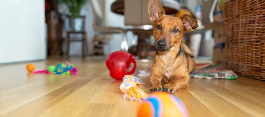 Enrichment for Dogs