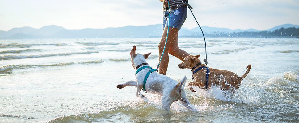 How to Keep Dogs Cool in Summer