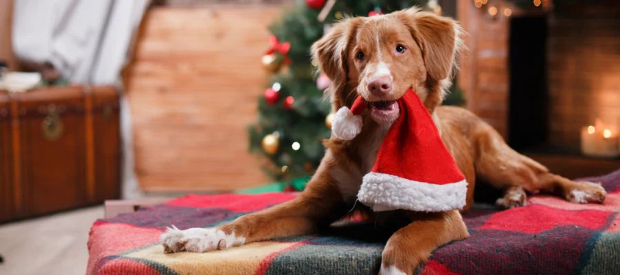 How To Keep Your Dog Safe Over Christmas