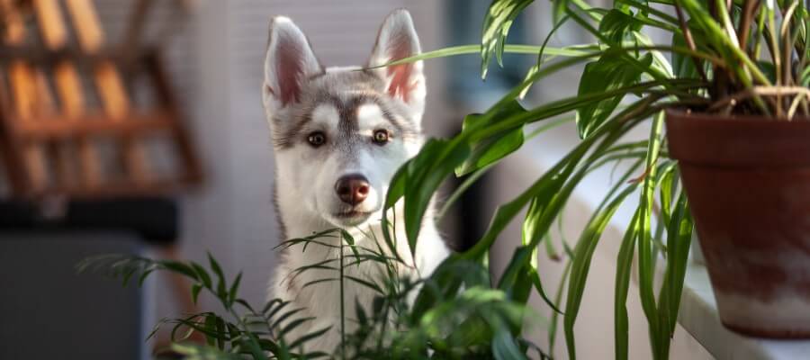 Poisonous and Safe Plants for Your Dog