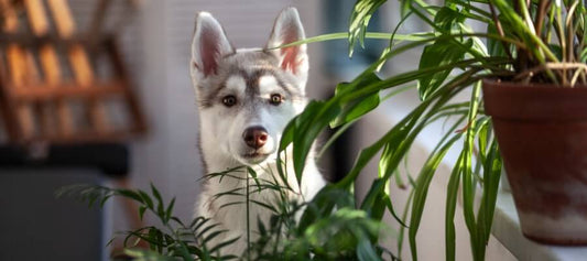Poisonous and Safe Plants for Your Dog