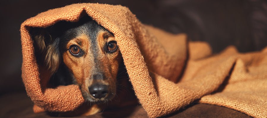 Preparing for Separation Anxiety in Dogs After Lockdown