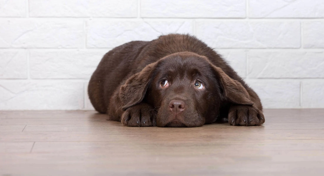 Separation Anxiety in Dogs