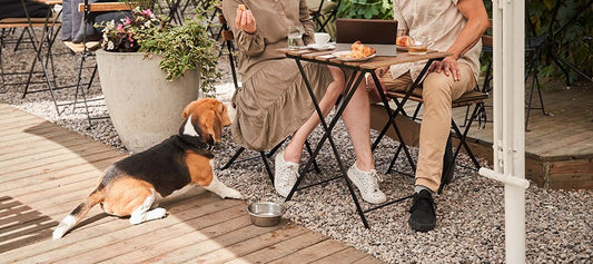 The Best Dog-Friendly Eateries in Melbourne's North