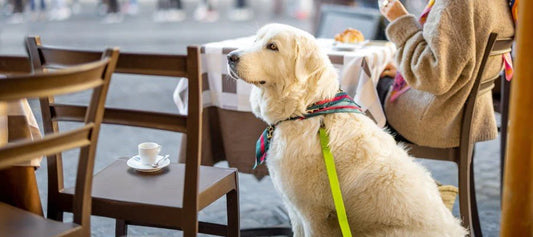 The Best Dog-Friendly Eateries in Melbourne’s Southeast