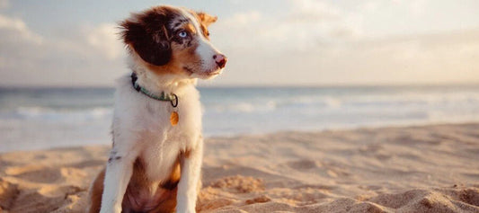 Top 10 Dog Beaches in Melbourne