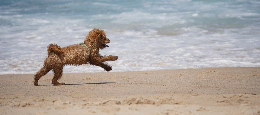 What are the Most Popular Dog Breeds in Australia?