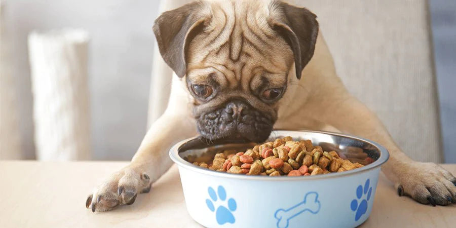 What Can Your Dog Eat?