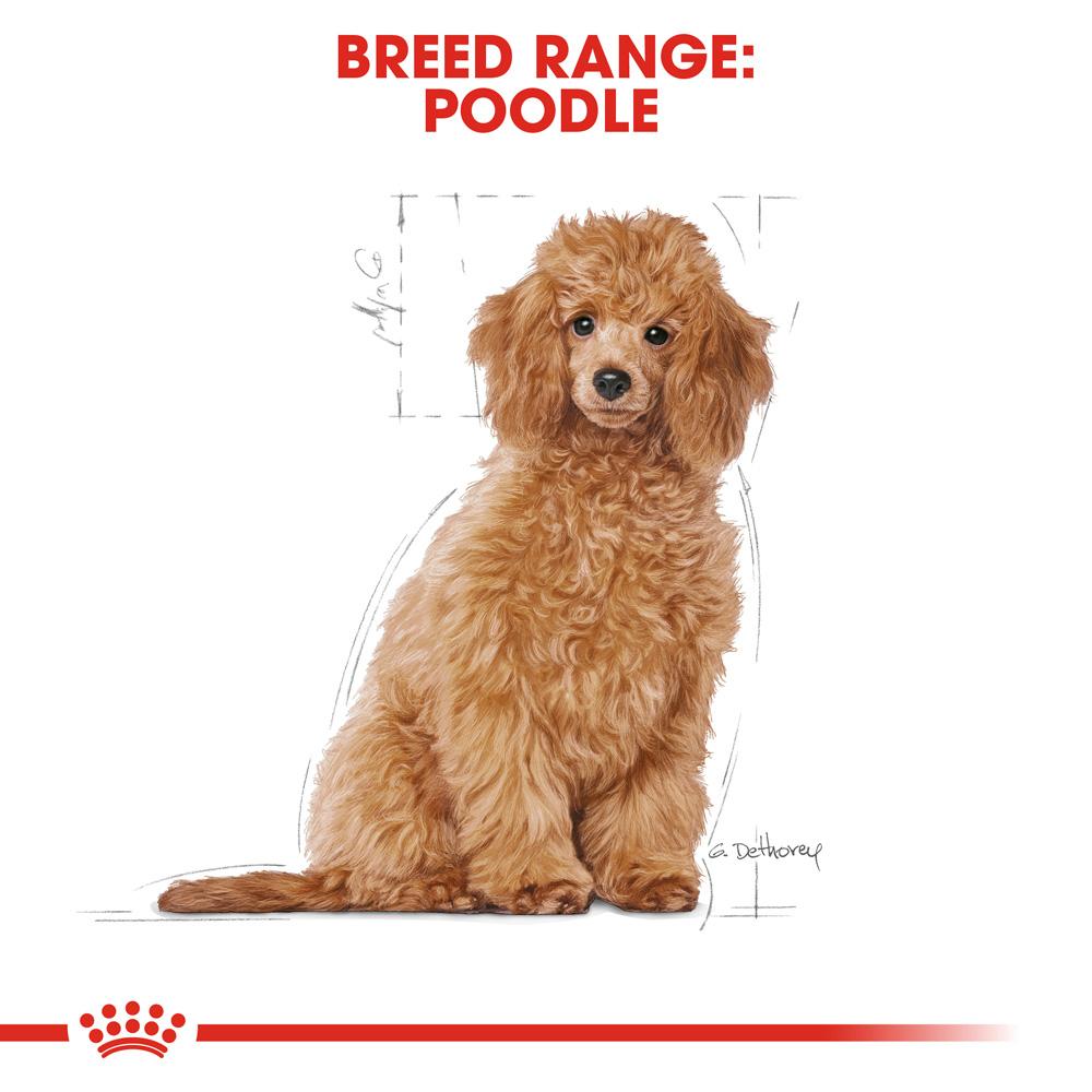 Royal Canin Poodle Puppy Dry Dog Food