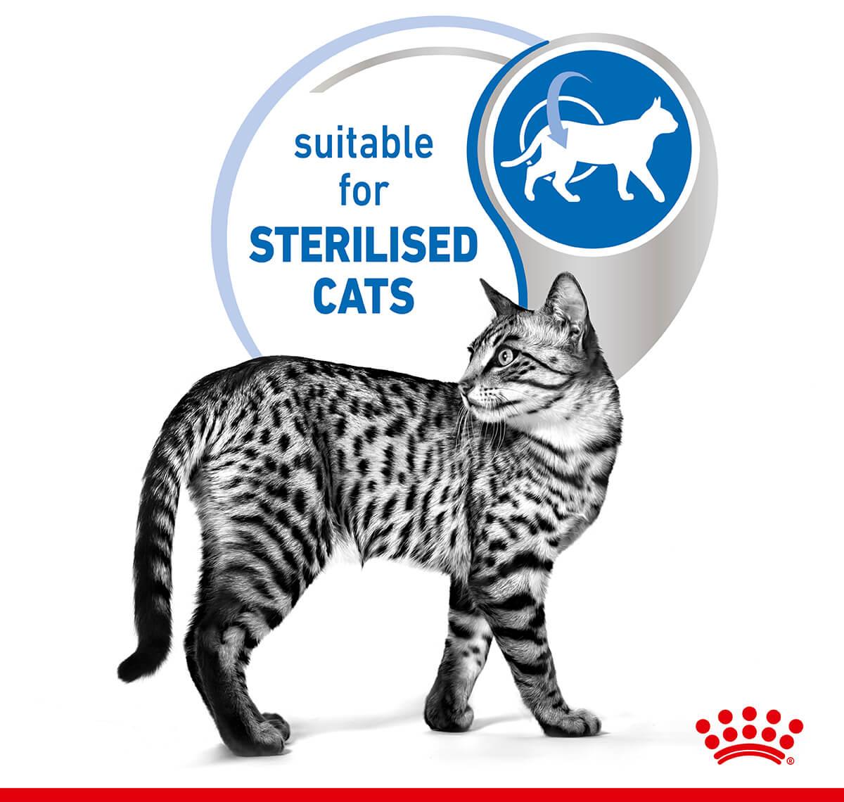 Royal Canin Indoor Jelly Wet Cat Food