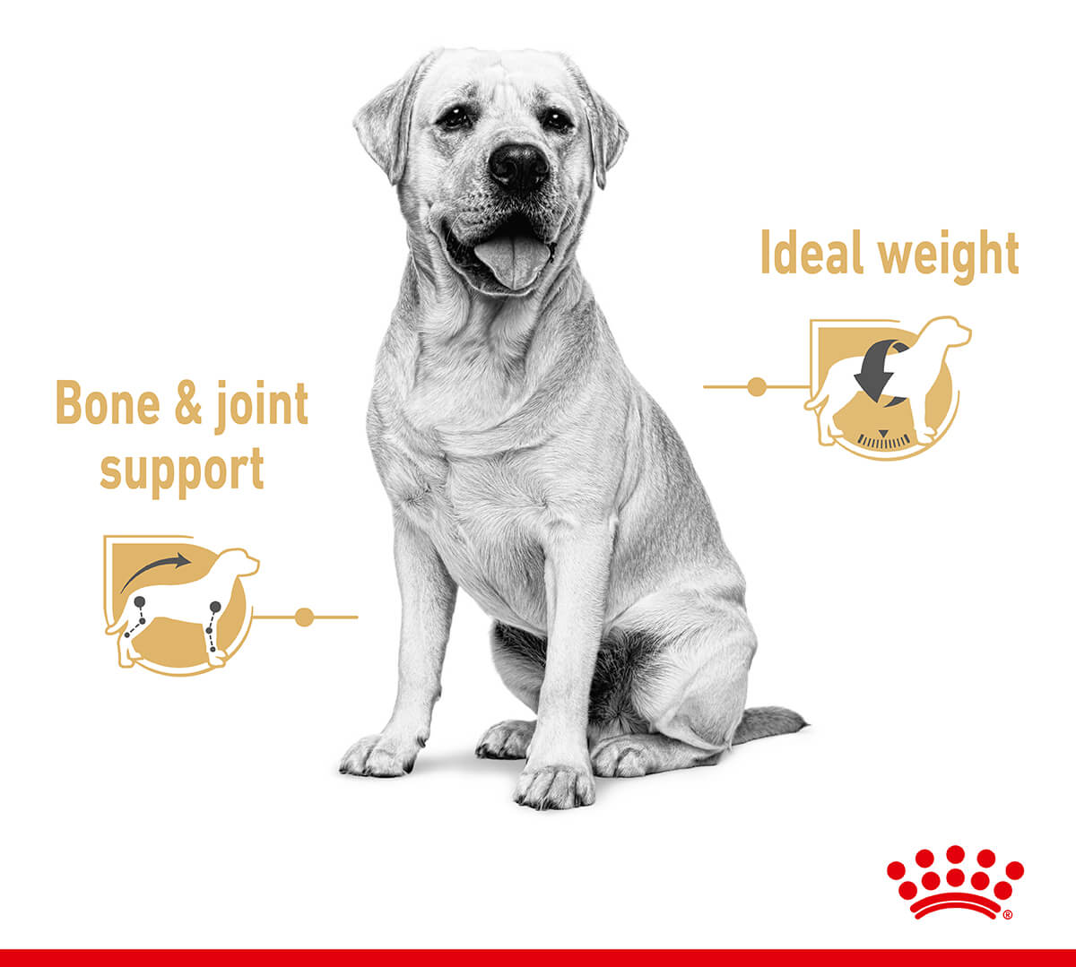 Royal Canin Labrador Retriever Loaf Wet Dog Food