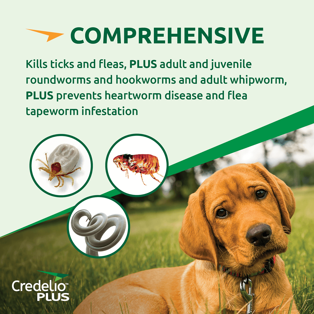 Credelio Plus Chewable Tablets For Medium Dogs 5.5-11kg