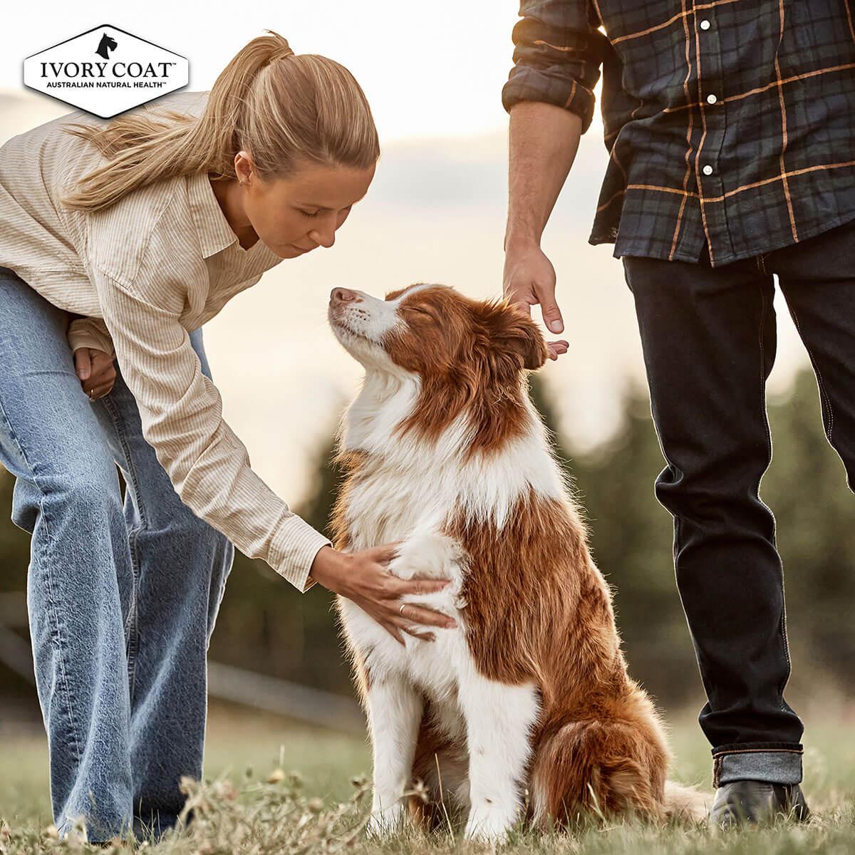 Ivory Coat Adult Chicken & Brown Rice Dry Dog Food