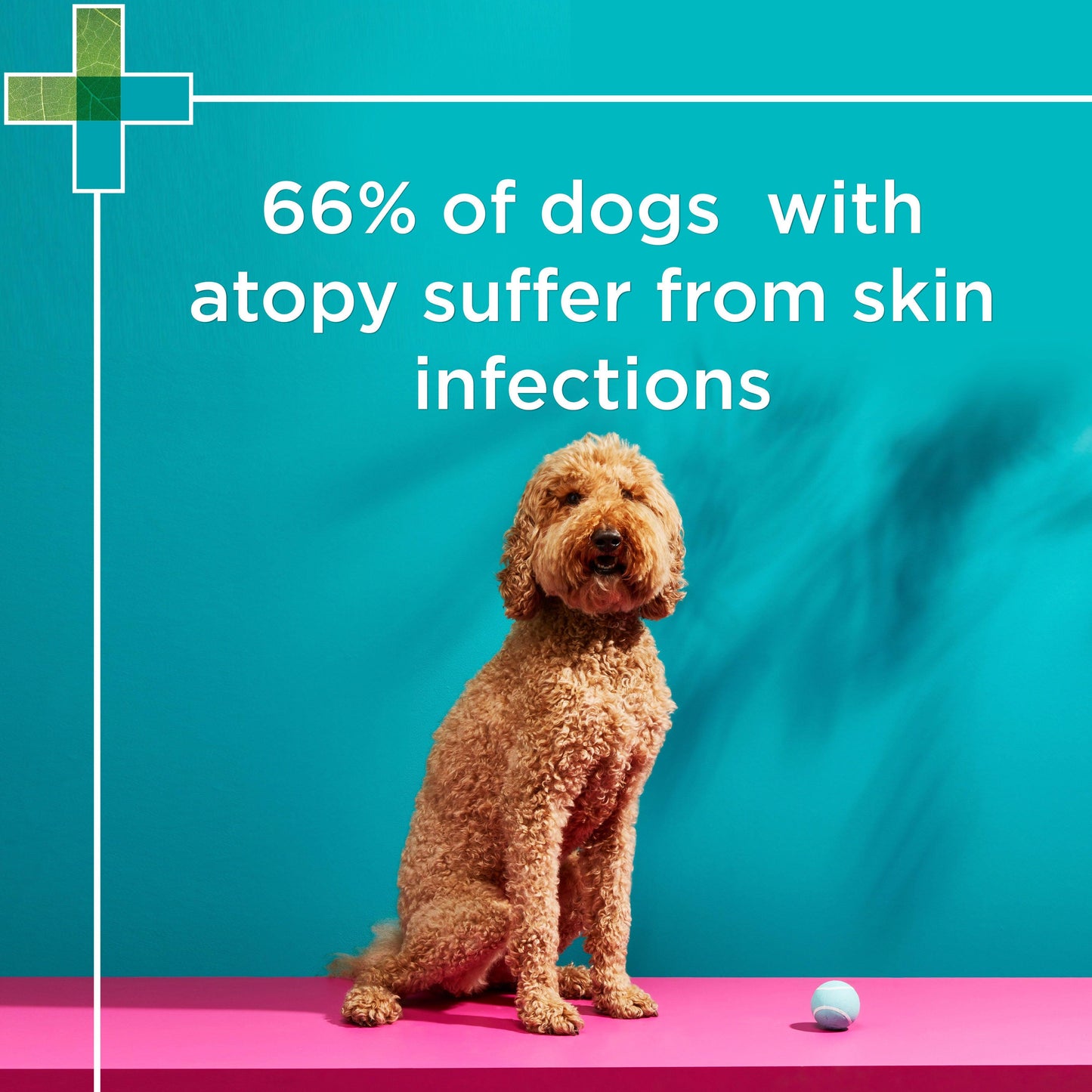 PAW Mediderm Shampoo