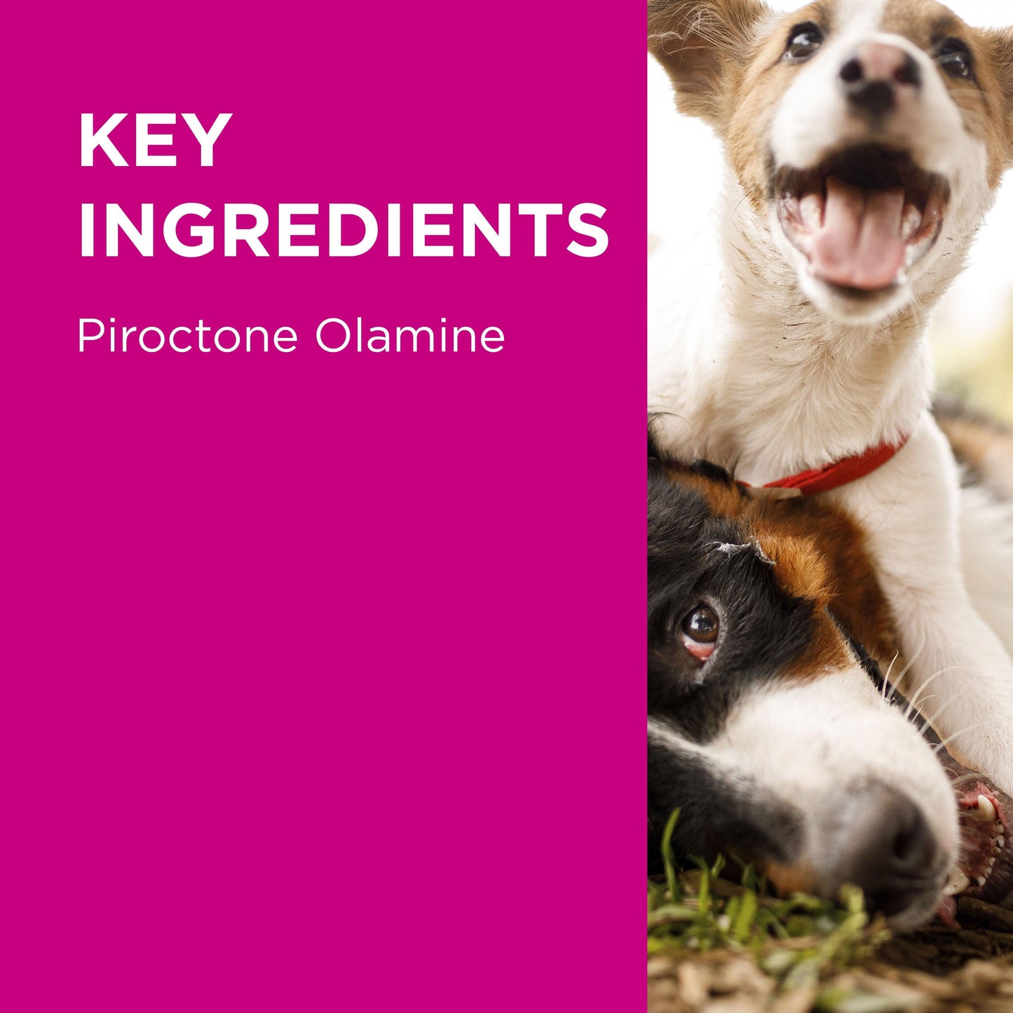 PAW Mediderm Shampoo