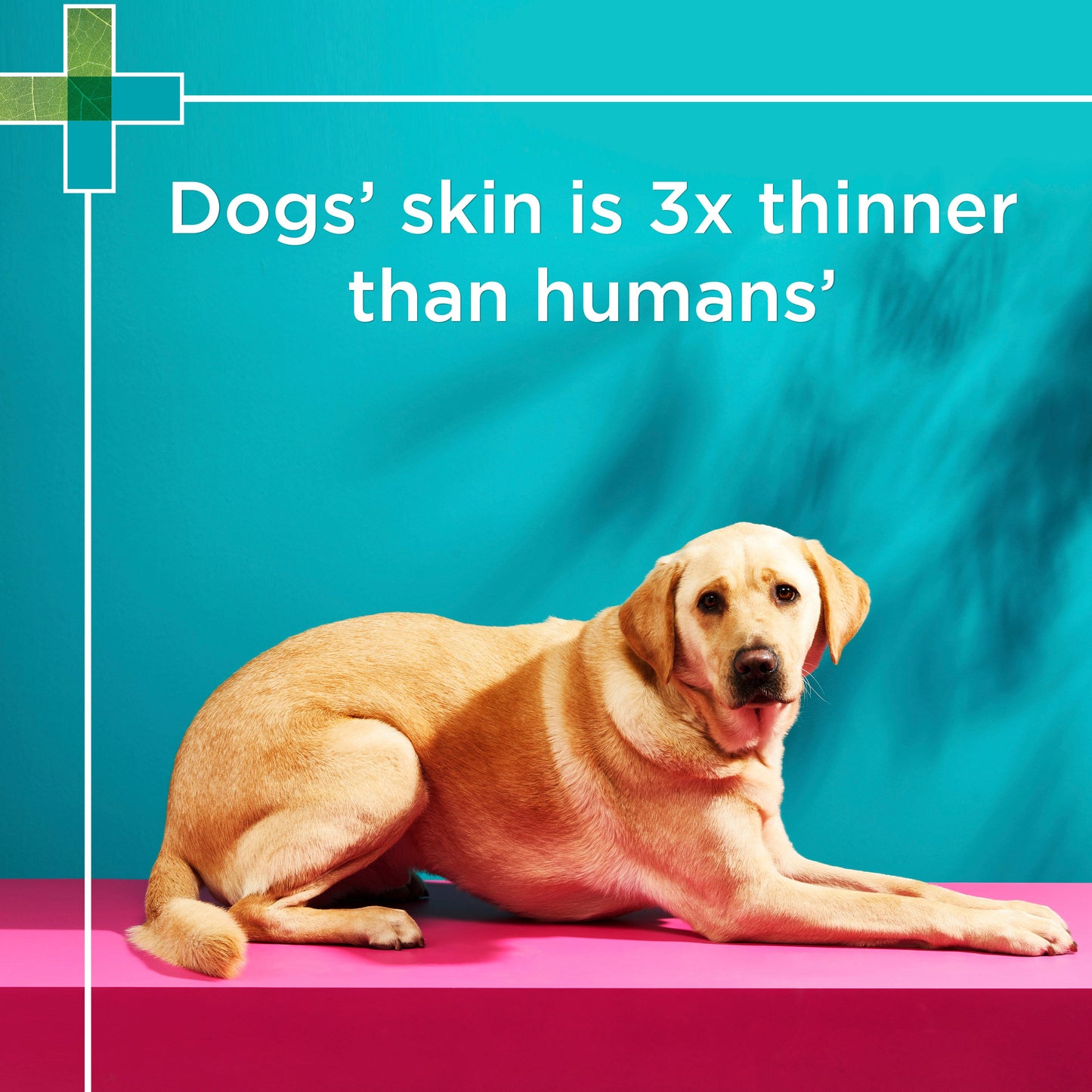 PAW 2 in 1 Conditioning Dog Shampoo