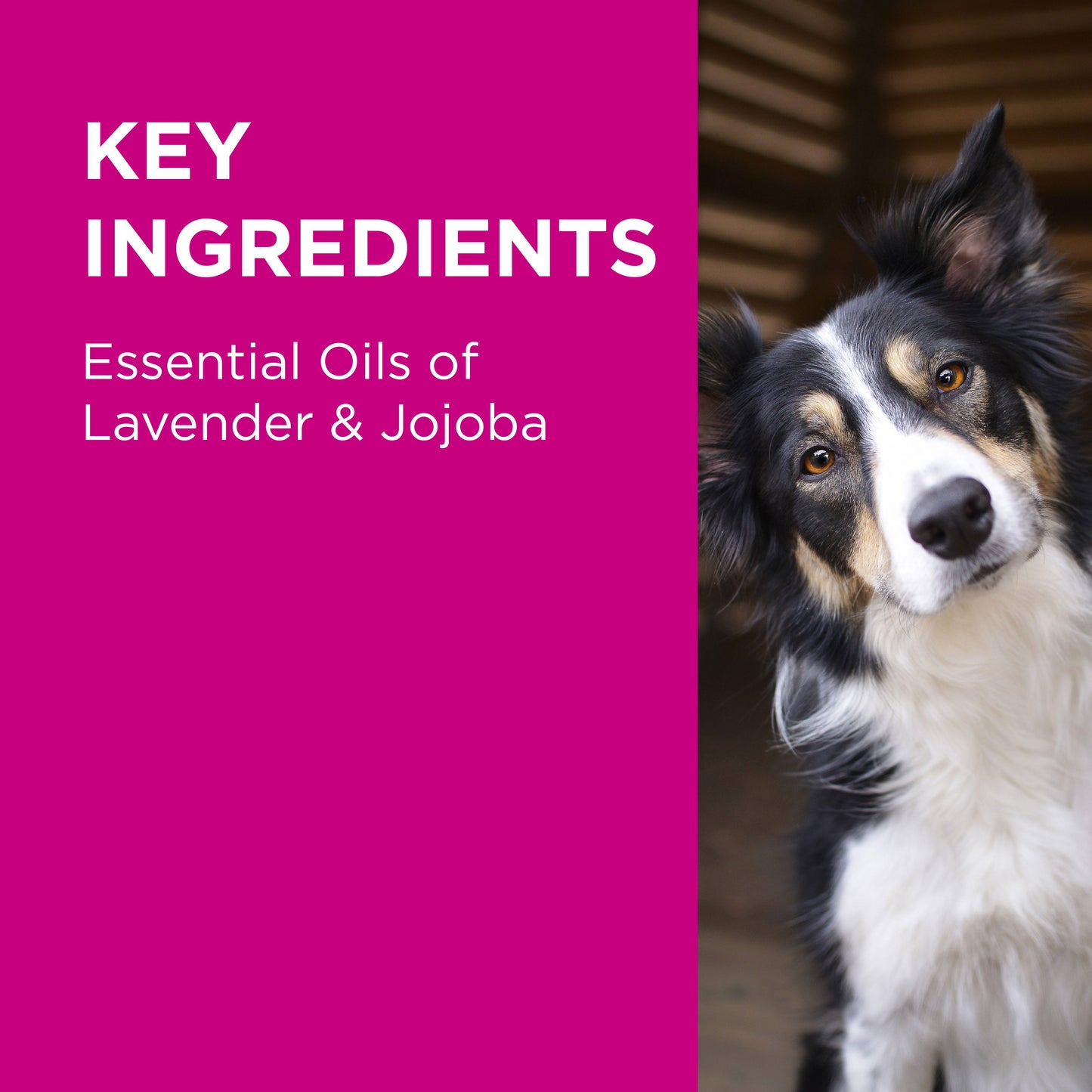 PAW 2 in 1 Conditioning Dog Shampoo