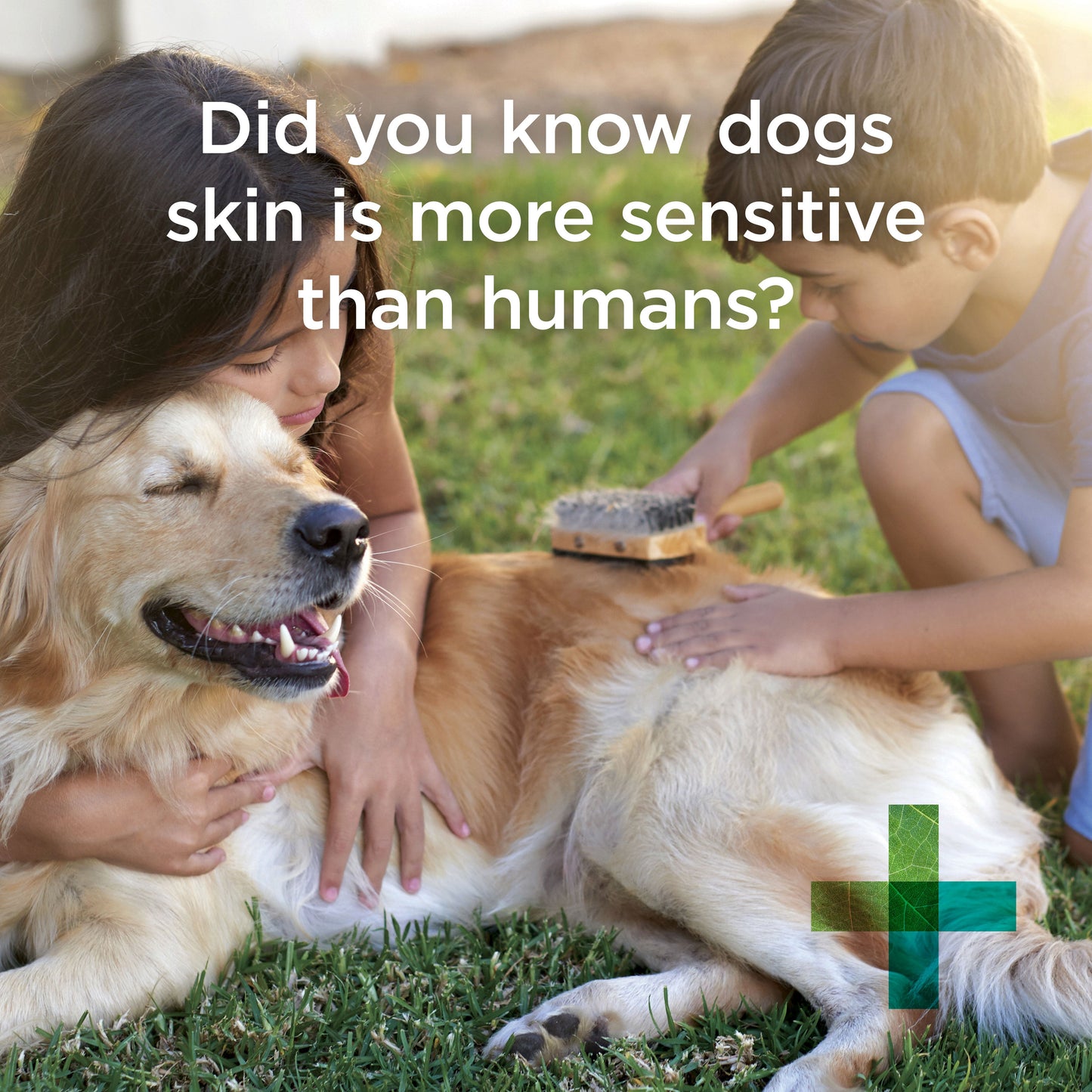 PAW Sensitive Skin Shampoo