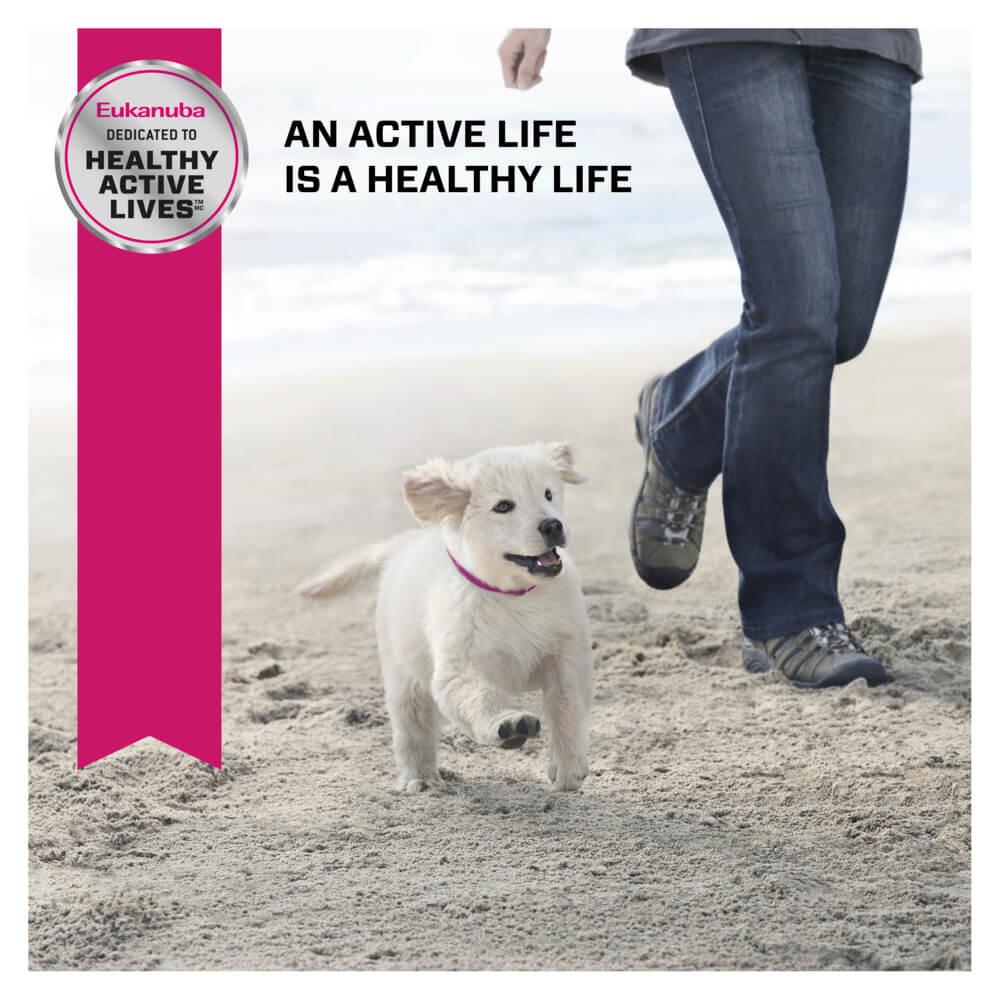 Eukanuba Large Breed Puppy Chicken Dry Dog Food