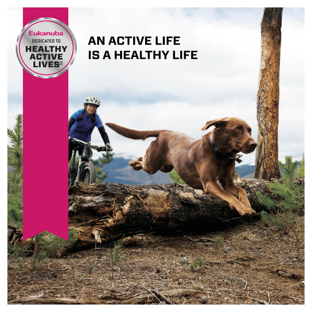 Eukanuba Large Breed Adult Chicken Dry Dog Food