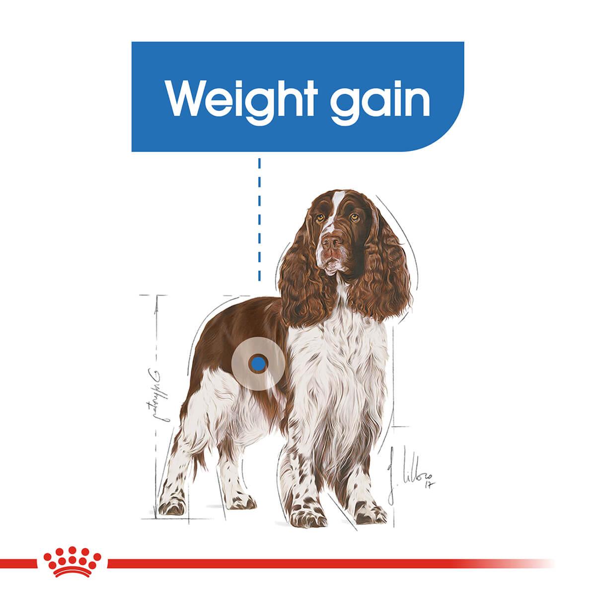 Royal Canin Medium Breed Light Adult Dry Dog Food