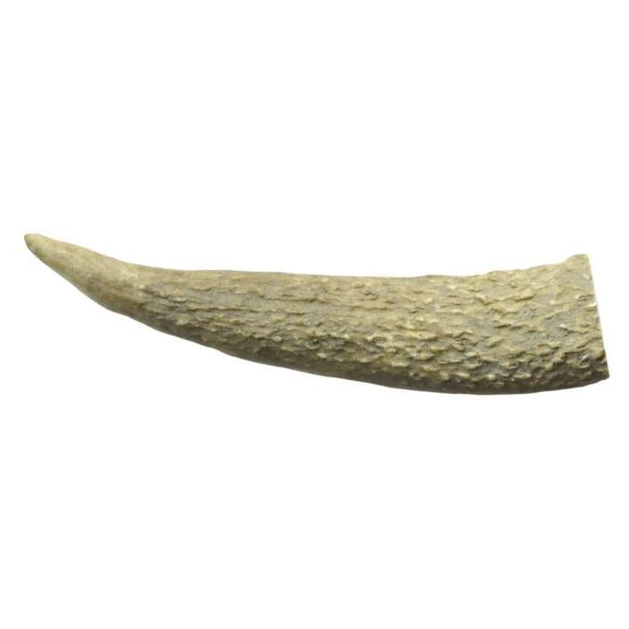 Watch and Grow  Whole Deer Antler  Naturally Shed  Long Lasting Dog Treat