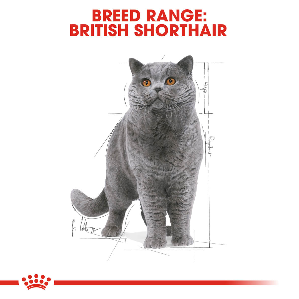 Royal Canin British Shorthair Adult In Gravy Wet Cat Food