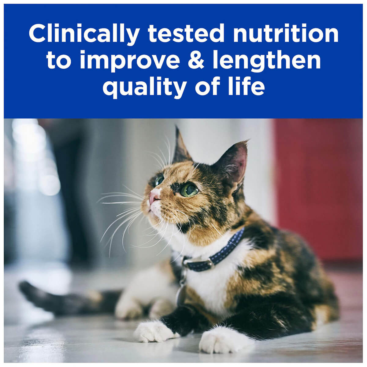 Hill's Prescription Diet K/D Kidney Care Chicken Pouches Wet Cat Food