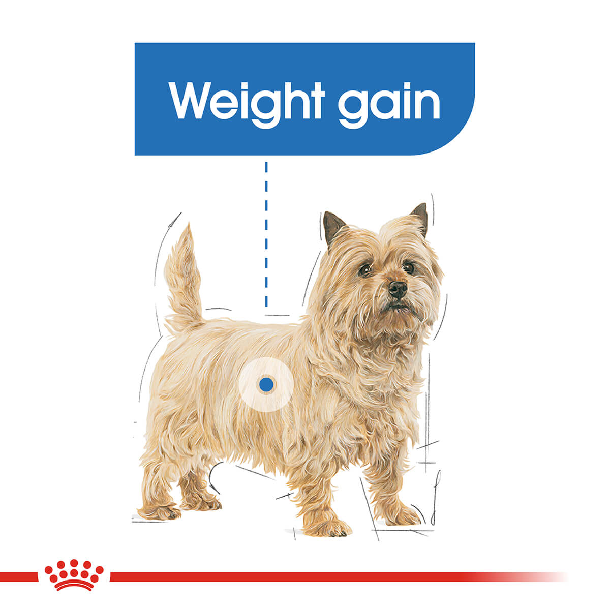 Royal Canin Mini Light Weight Care Adult Dry Dog Food