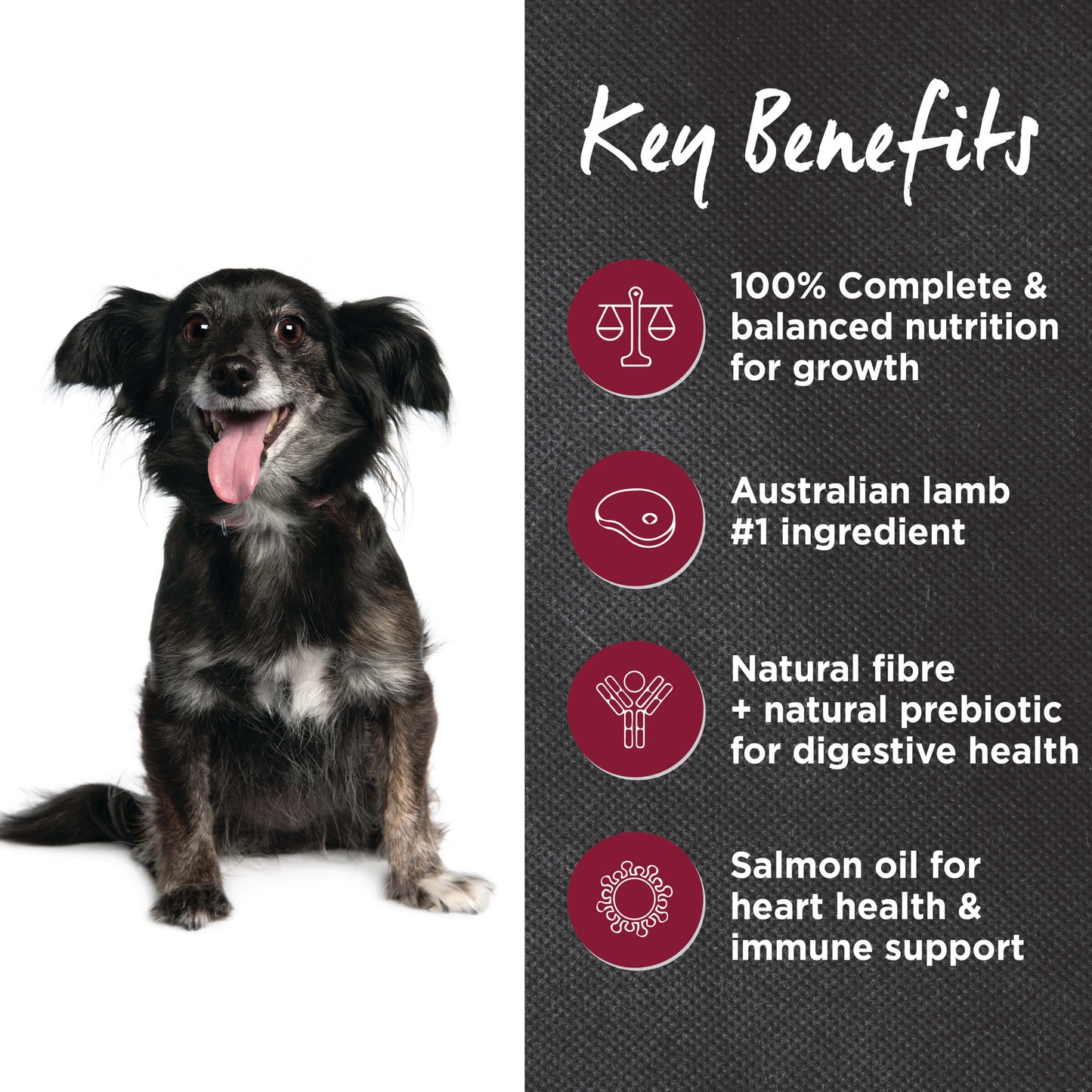 Ivory Coat Adult Lamb & Brown Rice Dry Dog Food