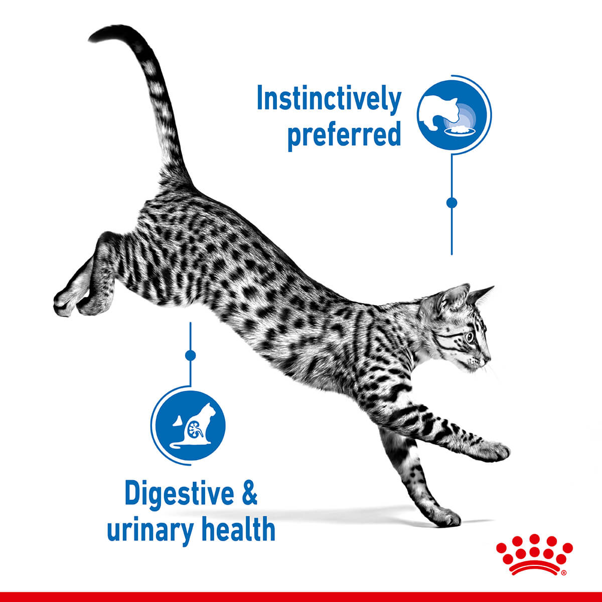 Royal Canin Indoor Jelly Wet Cat Food