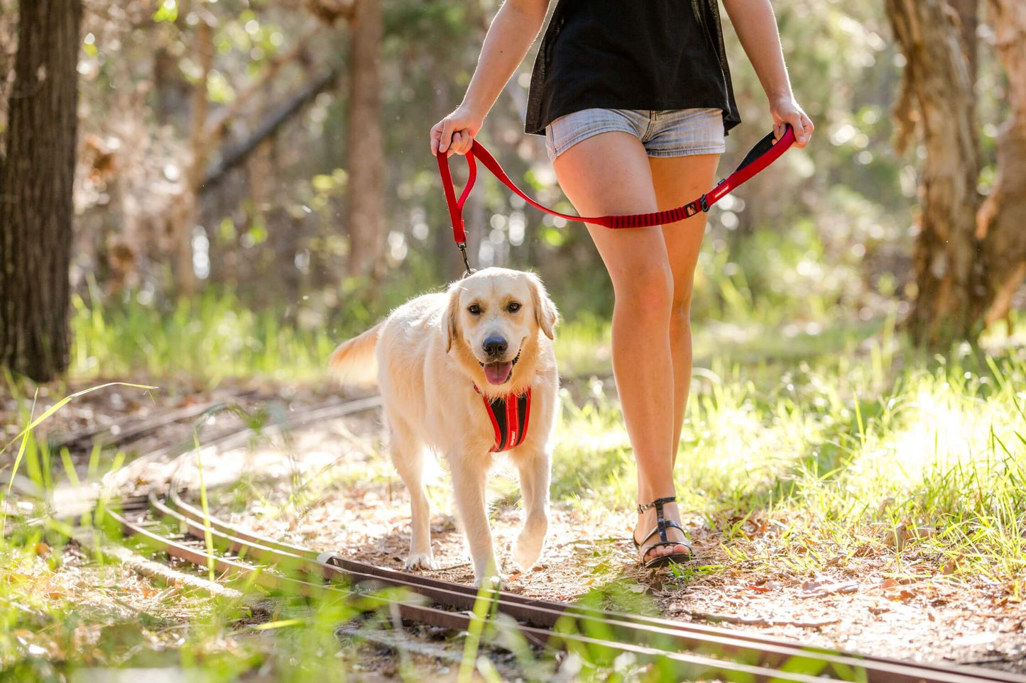 EzyDog Zero Shock Dog Lead