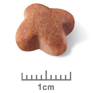 Royal Canin Jack Russell Adult Dry Dog Food (122725000033) [default_color]