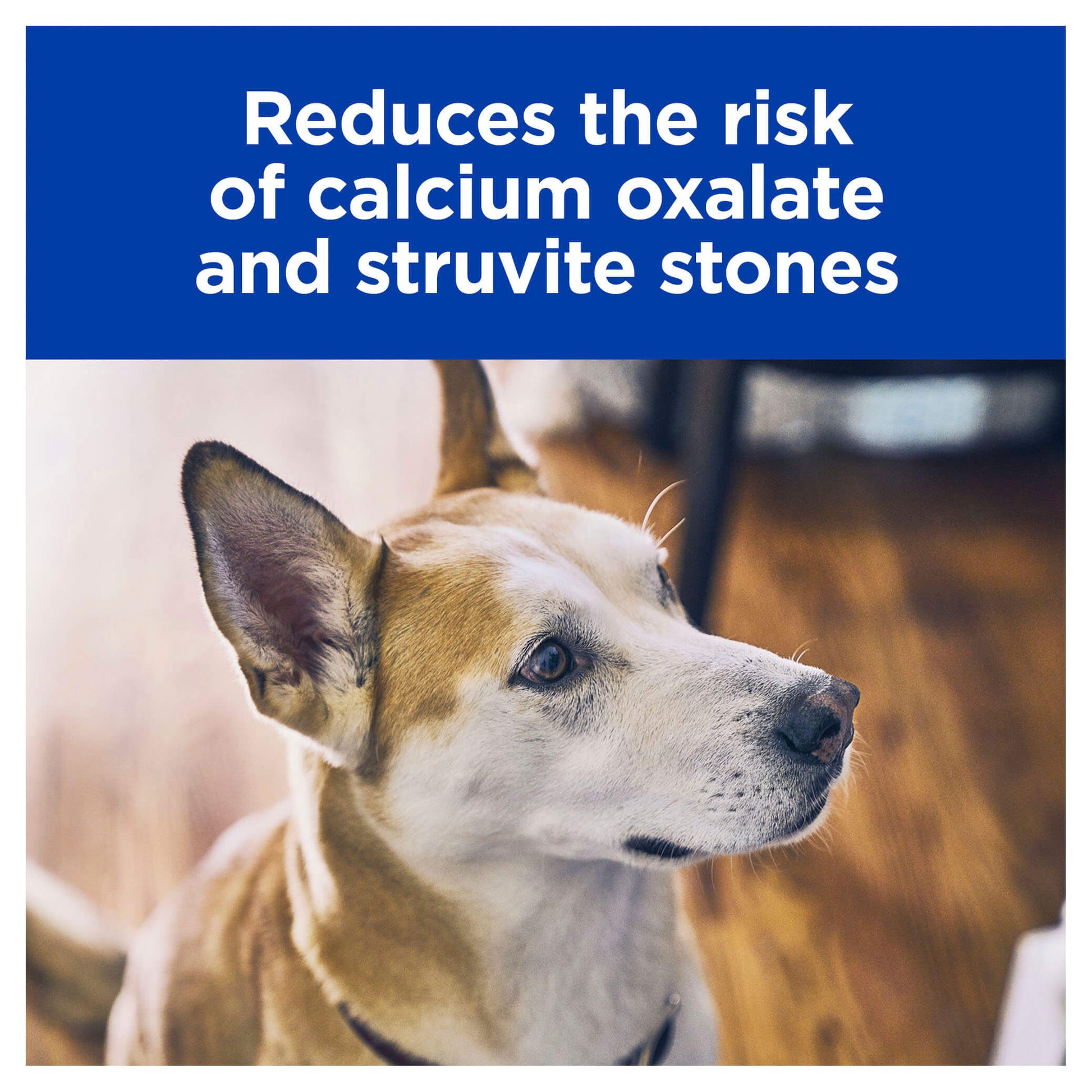 Hill's Prescription Diet c/d Multicare Urinary Care Chicken & Vegetable Stew 156g (123011000077) [default_color]