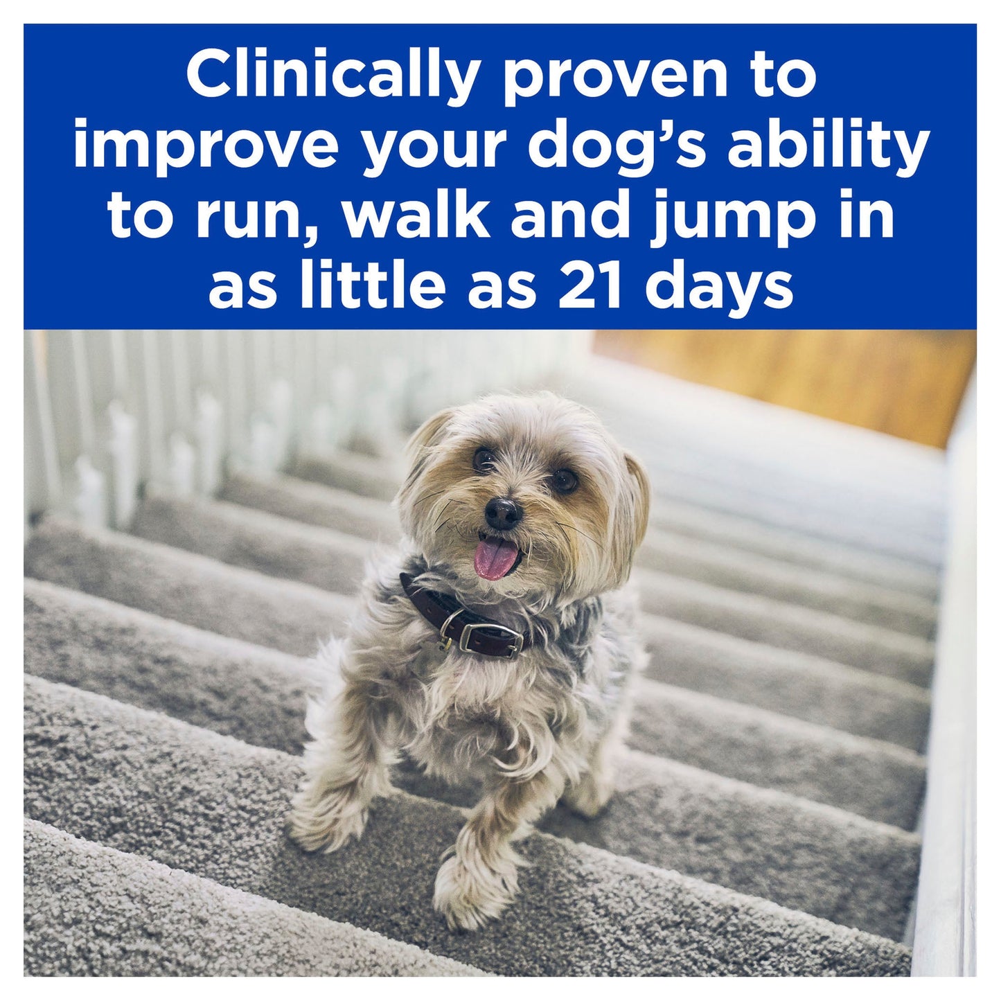 Hill's Prescription Diet j/d Joint Care Wet Dog Food  370g (123011000107) [default_color]