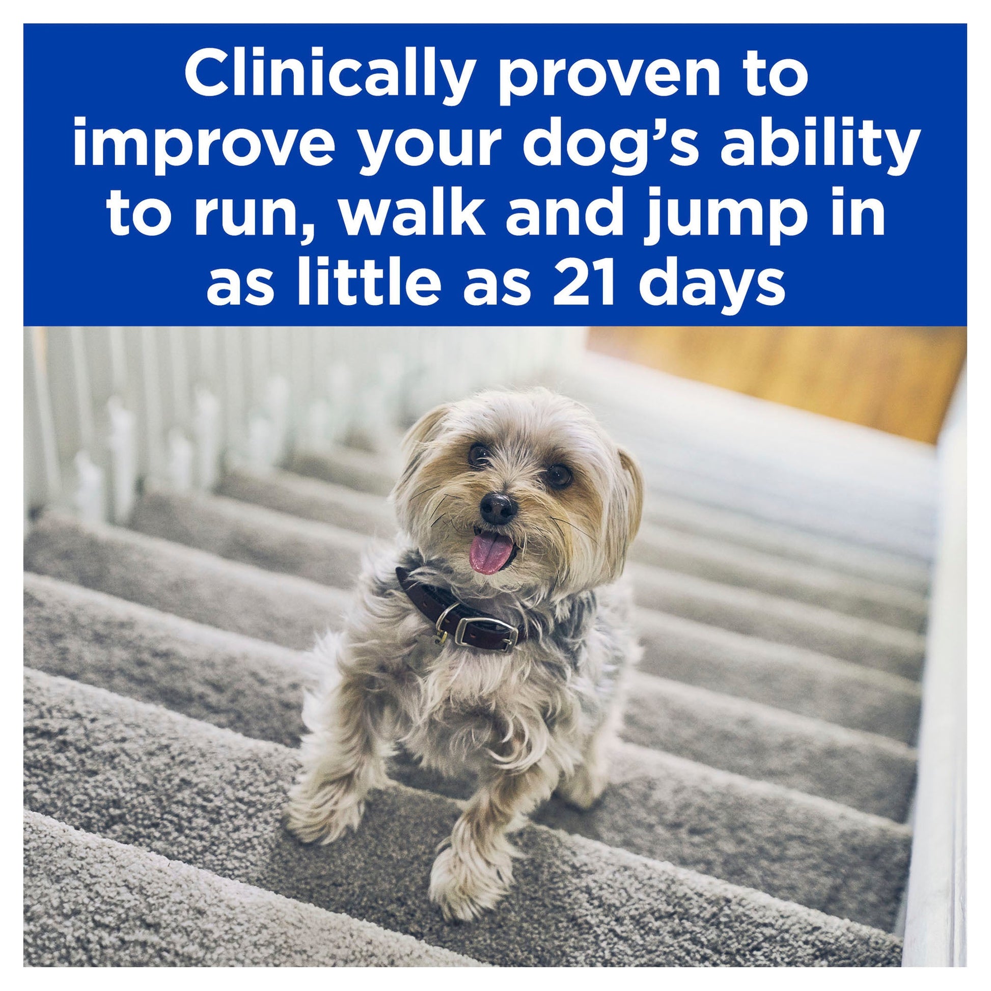 Hill's Prescription Diet j/d Joint Care Wet Dog Food  370g (123011000107) [default_color]