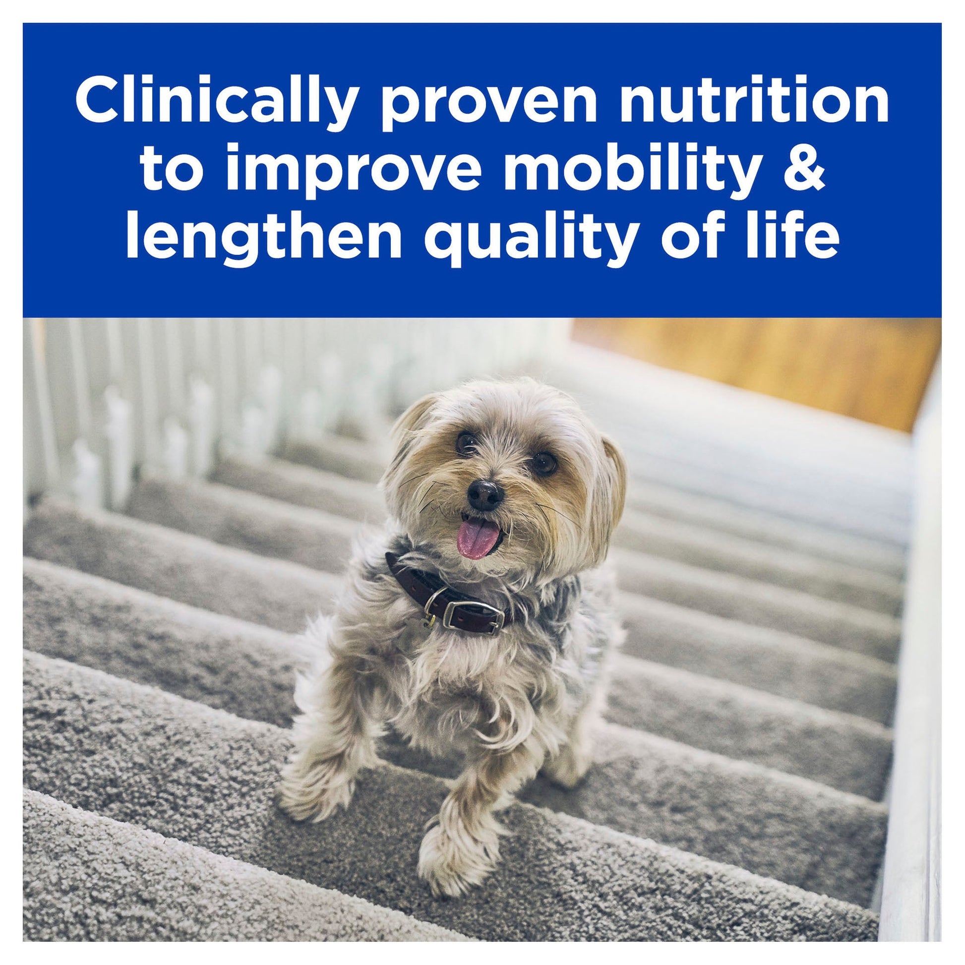 Hill's Prescription Diet k/d Kidney Care + Mobility Chicken & Vegetable Stew Canned Dog Food 354g (123011000142) [default_color]