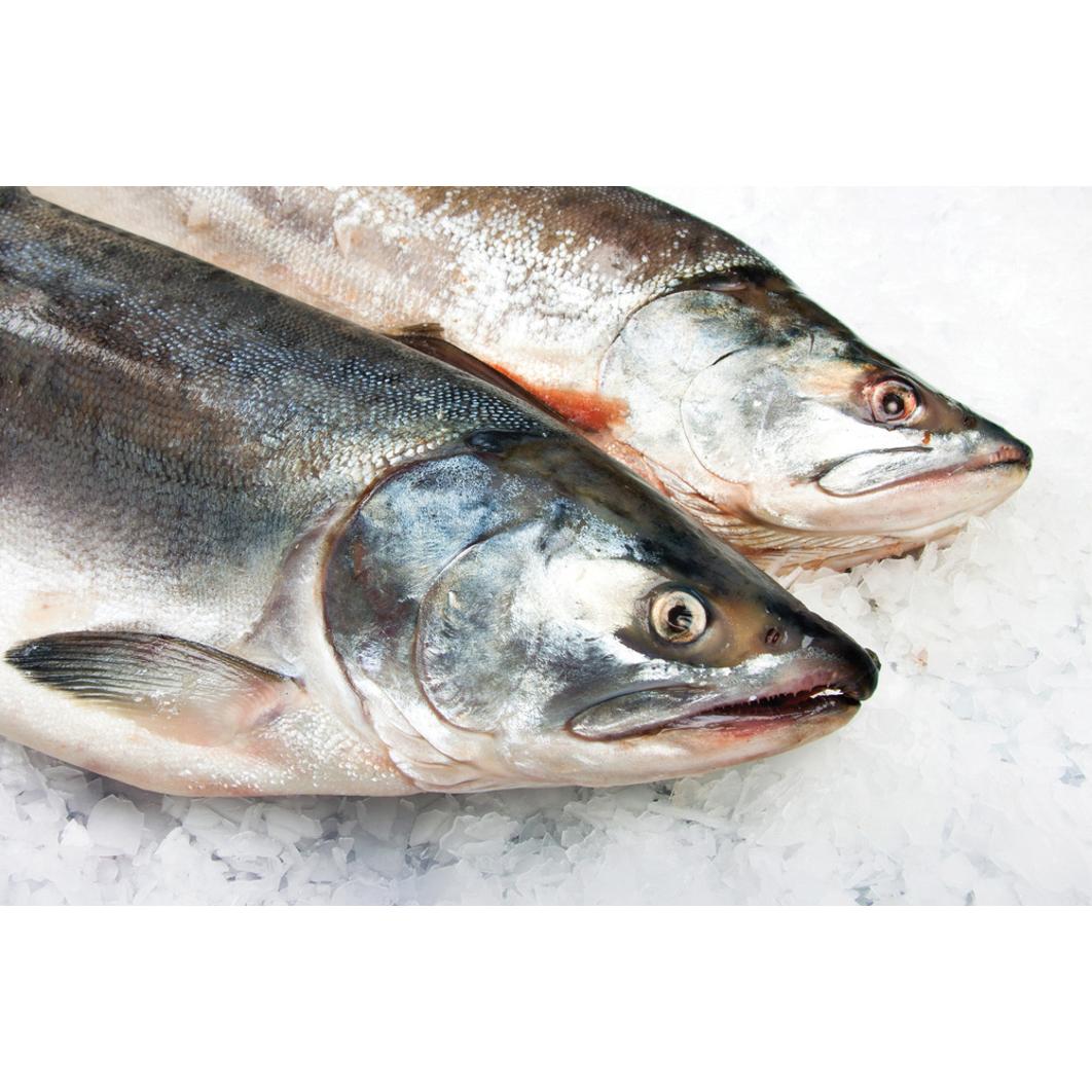 Fluval Sinking Pellet Fish Food for Medium Cichlids