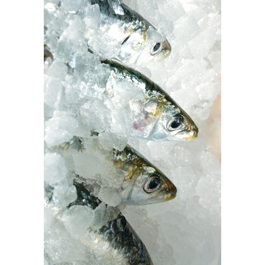 Fluval Sinking Pellet Fish Food for Medium Cichlids