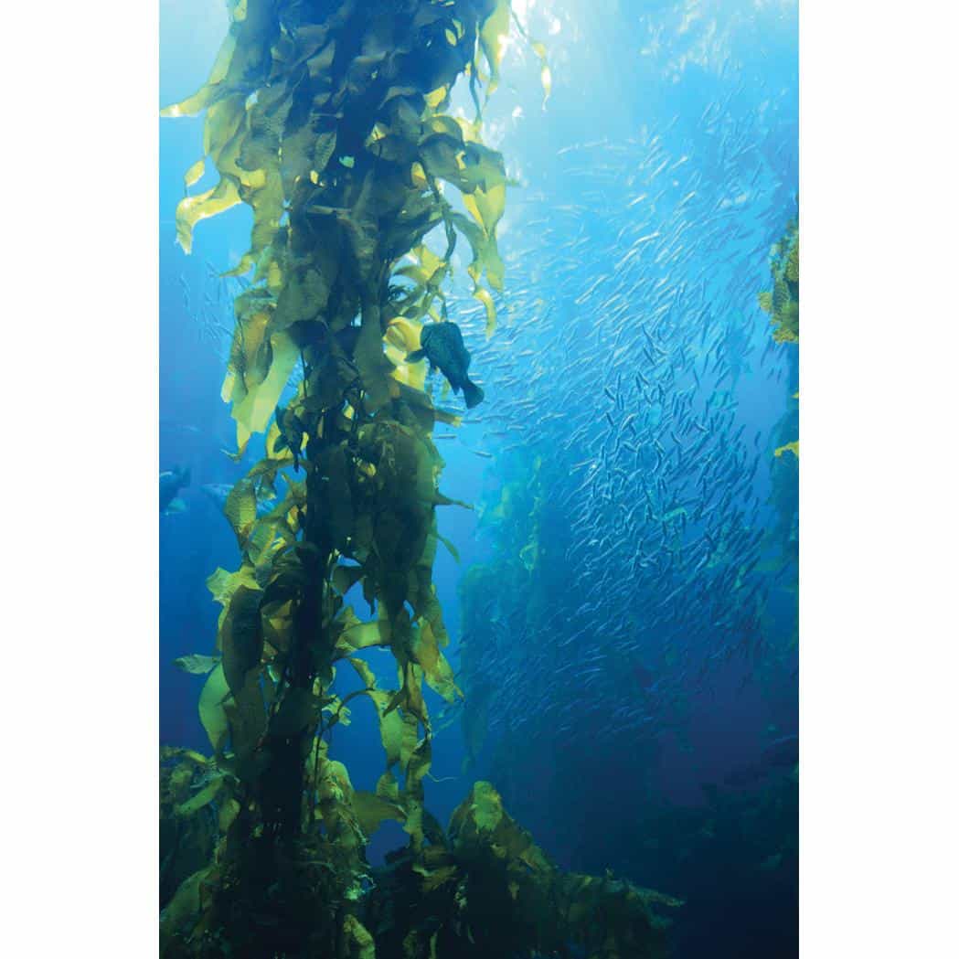 Fluval  Tropical Sinking Pellet Food  for Medium Fish (152113000031) [default_color]