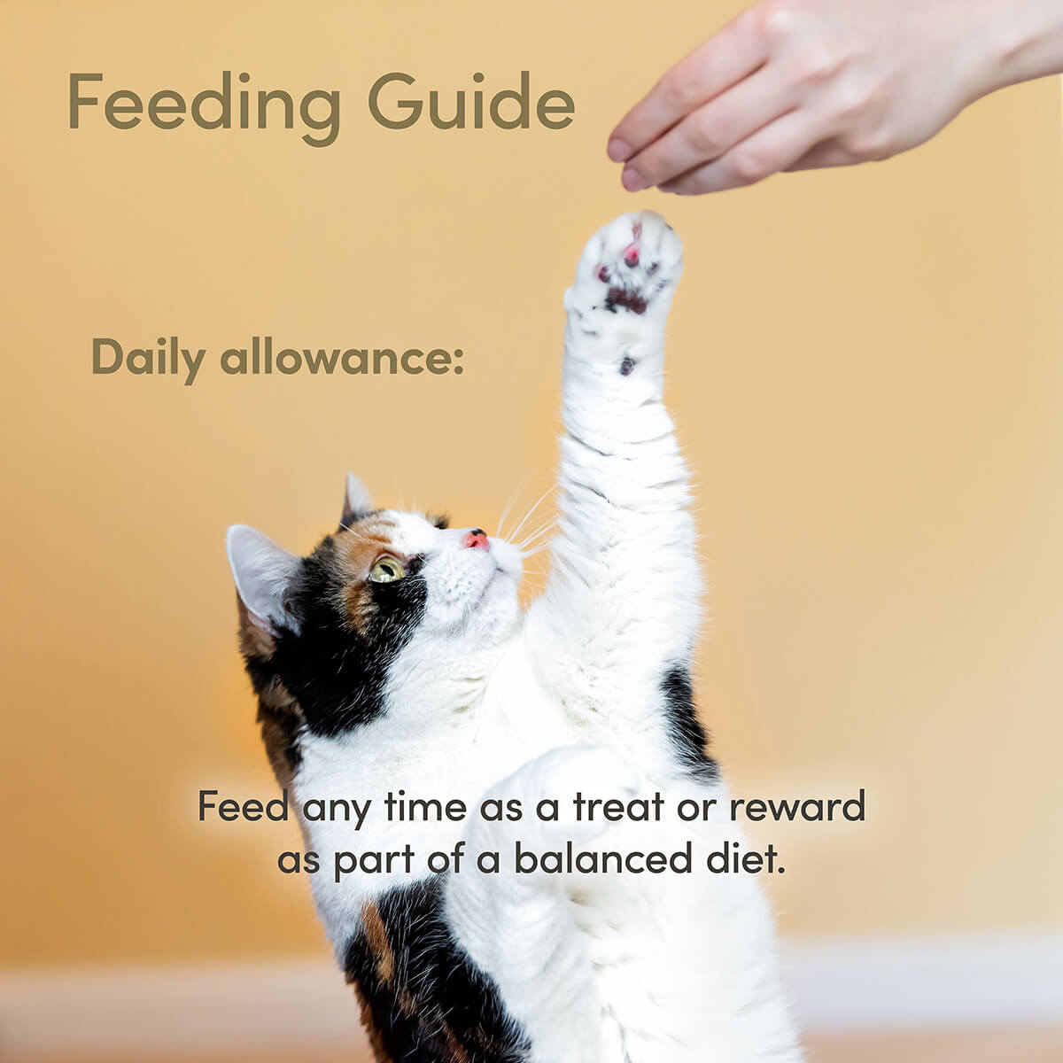 Applaws Salmon Loin Cat Treats 25g