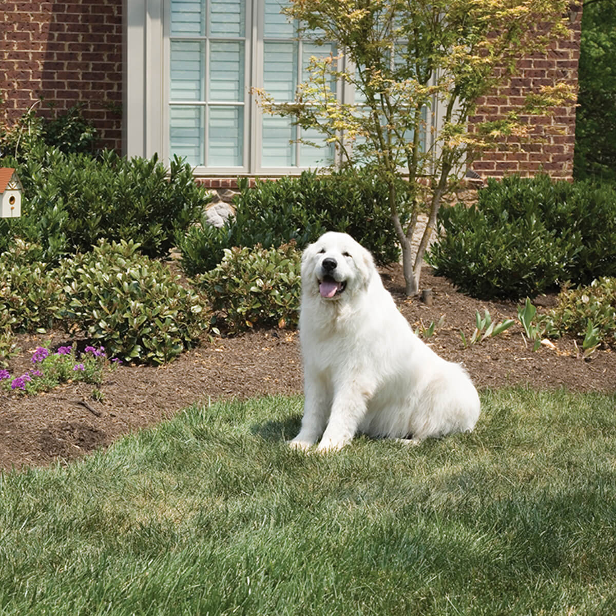 PetSafe Outdoor Bark Control