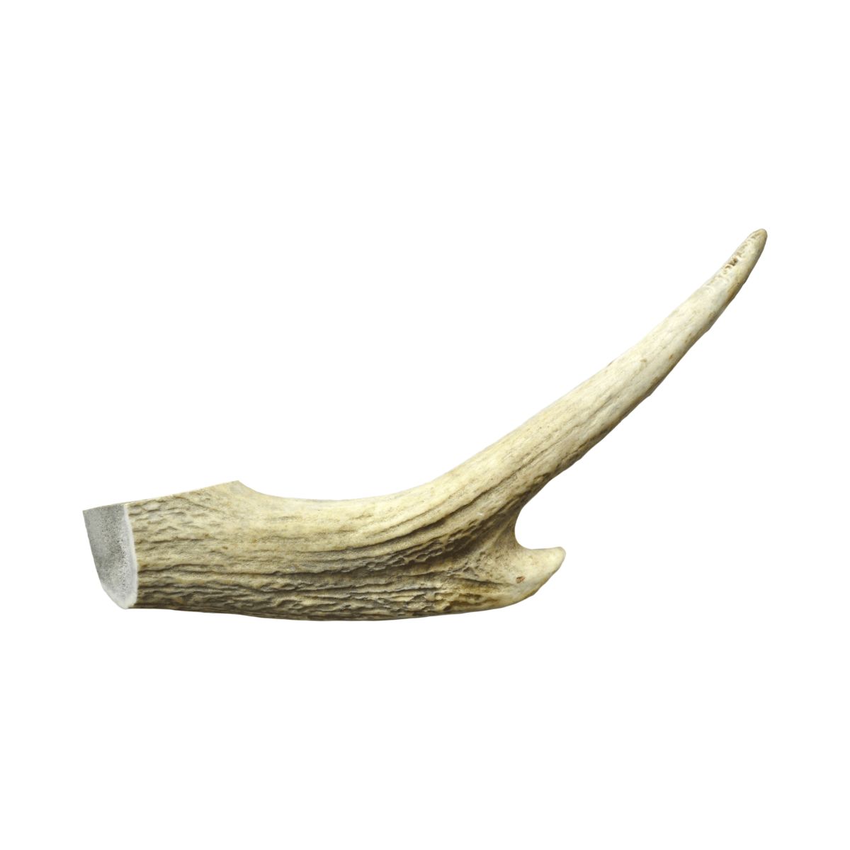 Watch and Grow  Whole Deer Antler  Naturally Shed  Long Lasting Dog Treat